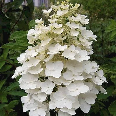 Гортензия КИУШУ метельчатая  Гортензия КИУШУ метельчатая в Санкт-Петербурге