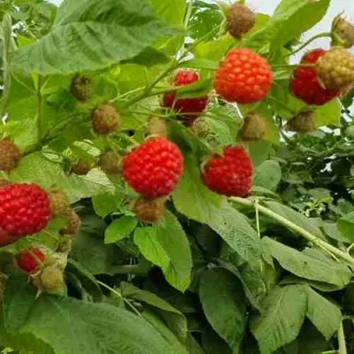 Малина КВЕЛЛИ в Санкт-Петербурге