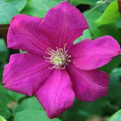 Клематис ЭРНЕСТ МАРКХАМ  Клематис ЭРНЕСТ МАРКХАМ в Санкт-Петербурге