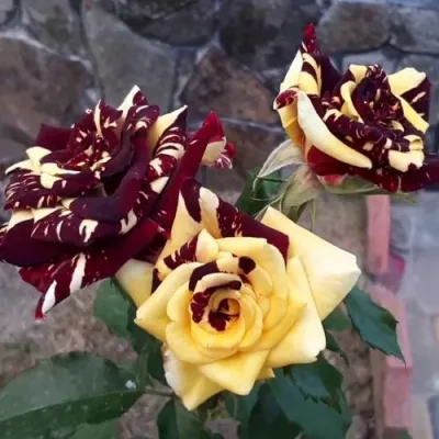 Саженцы роз АБРАКАДАБРА чайно-гибридная — описание сорта Саженцы роз АБРАКАДАБРА чайно-гибридная в Санкт-Петербурге