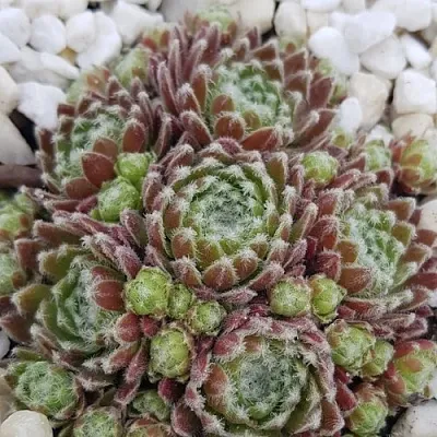 Молодило МОРКЕРС МЕРИТ в Санкт-Петербурге