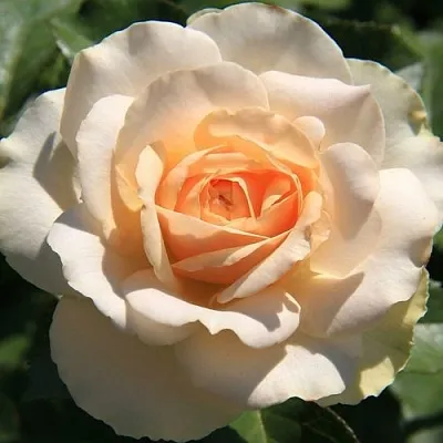 Саженцы роз САН СУСИ флорибунда  Саженцы роз САН СУСИ флорибунда в Санкт-Петербурге