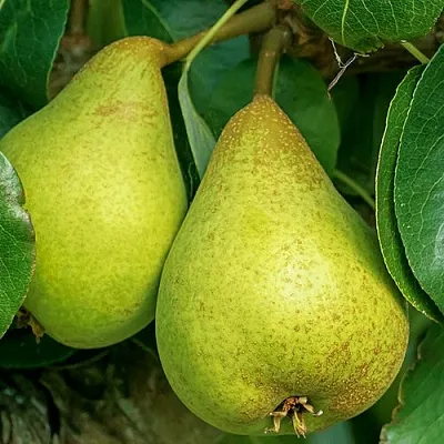 Груша Г-6 колонновидная  Груша Г-6 колонновидная в Санкт-Петербурге