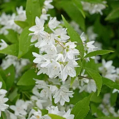 Дейция шершавая  Дейция шершавая в Санкт-Петербурге