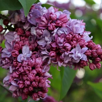 Сирень П.П.КОНЧАЛОВСКИЙ  Сирень П.П.КОНЧАЛОВСКИЙ в Санкт-Петербурге