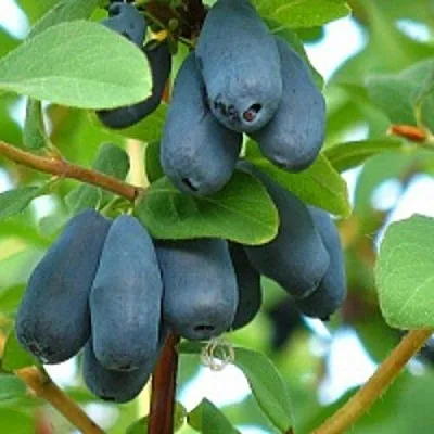 Жимолость съедобная ЮГАНА  Жимолость съедобная ЮГАНА в Санкт-Петербурге