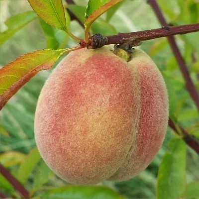 Персик ЕЛГАВСКИЙ  Персик ЕЛГАВСКИЙ в Санкт-Петербурге