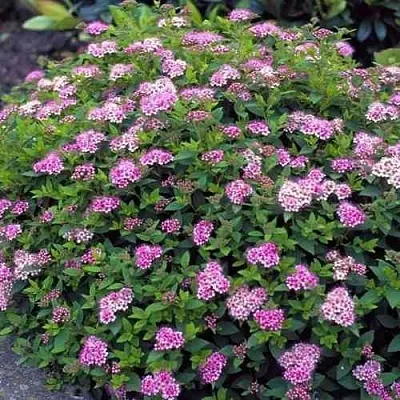 Спирея ЛИТЛ ПРИНЦЕСС японская  Спирея ЛИТЛ ПРИНЦЕСС японская в Санкт-Петербурге