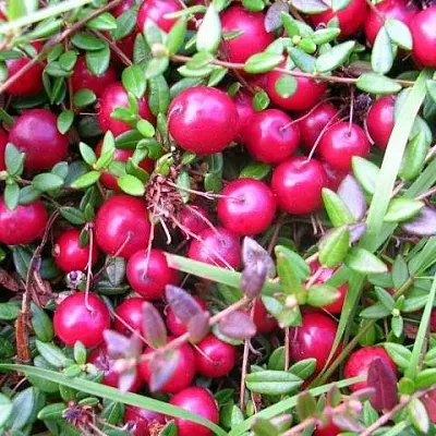 Клюква ПИЛИГРИМ  Клюква ПИЛИГРИМ в Санкт-Петербурге