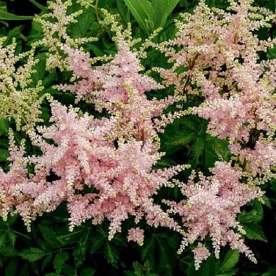 Астильба СЕСТРА ТЕРЕЗА Арендса  Астильба СЕСТРА ТЕРЕЗА Арендса в Санкт-Петербурге