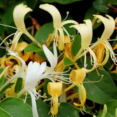 Жимолость ХАЛЛИАНА японская (Хелиана)  Жимолость ХАЛЛИАНА японская (Хелиана) в Санкт-Петербурге