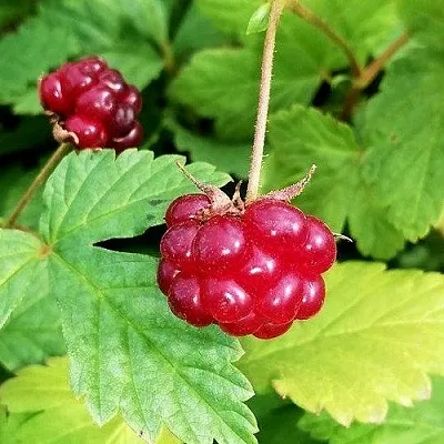 Княженика АННА  Княженика АННА в Санкт-Петербурге