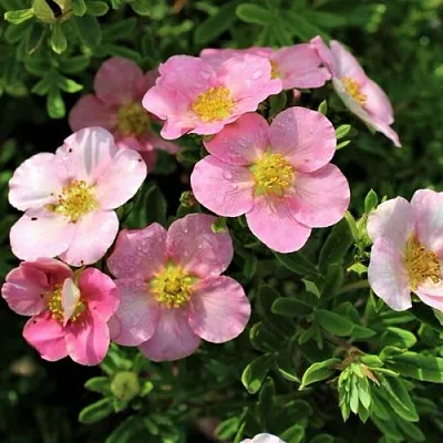 Лапчатка ЛАВЛИ ПИНК кустарниковая  Лапчатка ЛАВЛИ ПИНК кустарниковая в Санкт-Петербурге