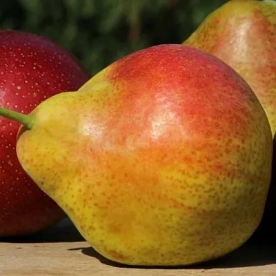 Груша ТАТЬЯНА в Санкт-Петербурге