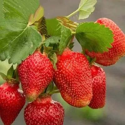 Клубника АЗИЯ  Клубника АЗИЯ в Санкт-Петербурге