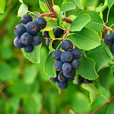 Ирга КОЛОСИСТАЯ в Санкт-Петербурге