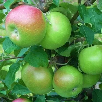 Яблоня НАВАВИТА в Санкт-Петербурге