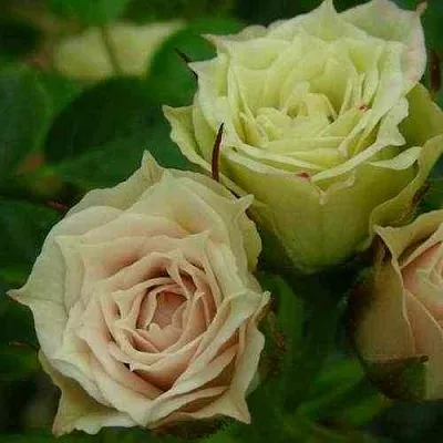 Саженцы роз ГРИН ДАЙМОНД миниатюрная  Саженцы роз ГРИН ДАЙМОНД миниатюрная в Санкт-Петербурге