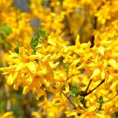 Форзиция  Форзиция в Санкт-Петербурге