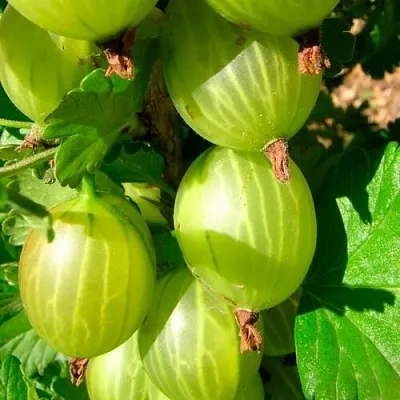 Крыжовник МАЛАХИТ  Крыжовник МАЛАХИТ в Санкт-Петербурге