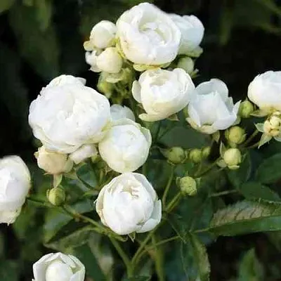 Саженцы роз УАЙТ МОРСДАГ полиантовая  Саженцы роз УАЙТ МОРСДАГ полиантовая в Санкт-Петербурге