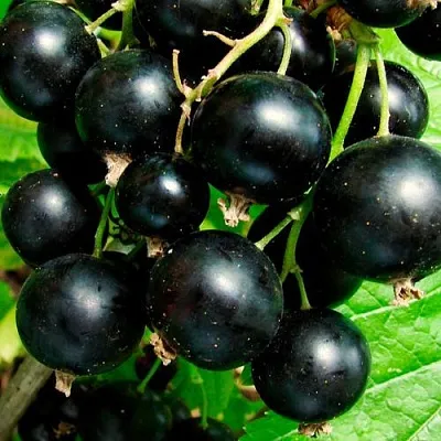 Чёрная  Чёрная в Санкт-Петербурге