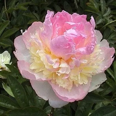 Пион РАСБЕРРИ САНДЕЙ травянистый  Пион РАСБЕРРИ САНДЕЙ травянистый в Санкт-Петербурге