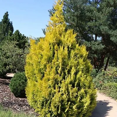 Туя СТОУНХАМ ГОЛД складчатая  Туя СТОУНХАМ ГОЛД складчатая в Санкт-Петербурге