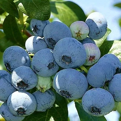 Голубика НУИ в Санкт-Петербурге