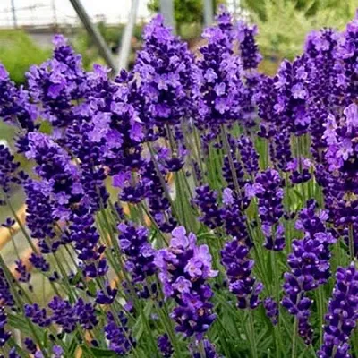 Лаванда ХИДКОТ БЛЮ узколистная  Лаванда ХИДКОТ БЛЮ узколистная в Санкт-Петербурге