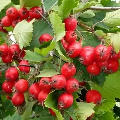 Боярышник СВАЯК  Боярышник СВАЯК в Санкт-Петербурге