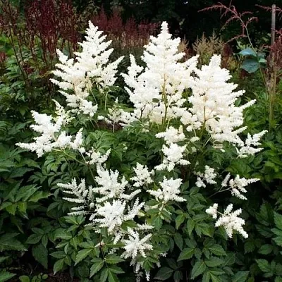 Астильба ДОЙЧЛАНД японская  Астильба ДОЙЧЛАНД японская в Санкт-Петербурге