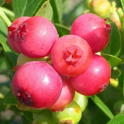 Голубика ПИНК ЛИМОНАД  Голубика ПИНК ЛИМОНАД в Санкт-Петербурге