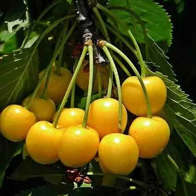 Черешня ЧЕРМАШНАЯ в Санкт-Петербурге