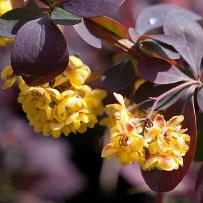 Барбарис  Барбарис в Санкт-Петербурге