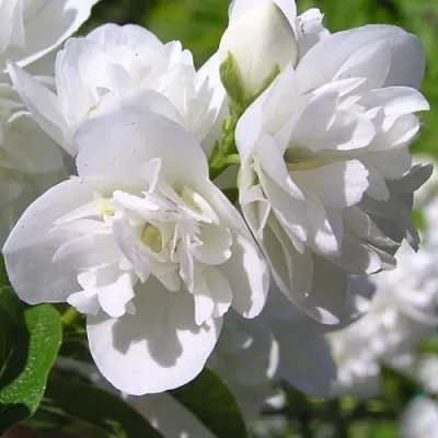 Жасмин ЖИРАНДОЛЬ  Жасмин ЖИРАНДОЛЬ в Санкт-Петербурге