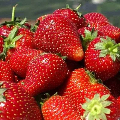 Клубника ПИРЧИНКЬЮ  Клубника ПИРЧИНКЬЮ в Санкт-Петербурге