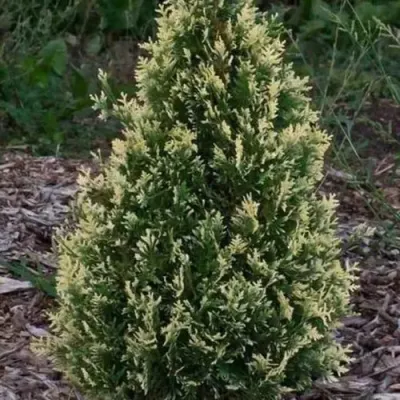 Туя БРАБАНТ ВАРИЕГАТТА западная — описание сорта Туя БРАБАНТ ВАРИЕГАТТА западная в Санкт-Петербурге