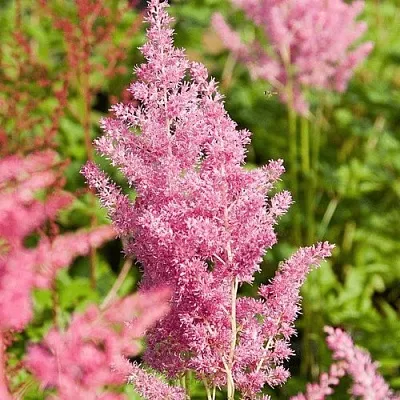 Астильба РЕЙНЛЕНД японская  Астильба РЕЙНЛЕНД японская в Санкт-Петербурге