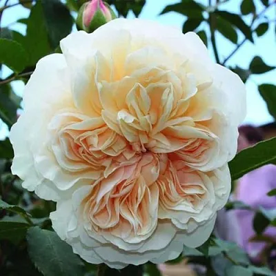 Саженцы роз ЛИЧФИЛД ЭНДЖЕЛ английская  Саженцы роз ЛИЧФИЛД ЭНДЖЕЛ английская в Санкт-Петербурге