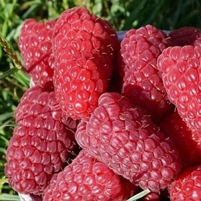 Малина САМОСВАЛ  Малина САМОСВАЛ в Санкт-Петербурге