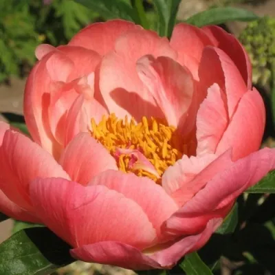 Пион КОРАЛ СУПРИМ травянистый — описание сорта Пион КОРАЛ СУПРИМ травянистый в Санкт-Петербурге