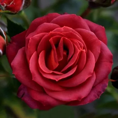 Саженцы роз ЧОКОЧИНО спрей  Саженцы роз ЧОКОЧИНО спрей в Санкт-Петербурге