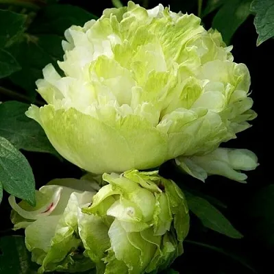 Пион ЗЕЛЕНЫЙ ШАР древовидный  Пион ЗЕЛЕНЫЙ ШАР древовидный в Санкт-Петербурге