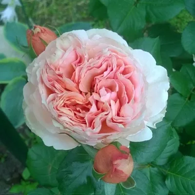 Саженцы роз ФИЛИНГ чайно-гибридная  Саженцы роз ФИЛИНГ чайно-гибридная в Санкт-Петербурге