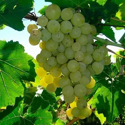 Виноград КИШМИШ МУСКАТНЫЙ в Санкт-Петербурге