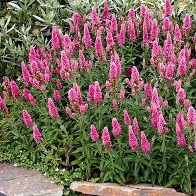 Вероника РОЗЕА колосковая  Вероника РОЗЕА колосковая в Санкт-Петербурге