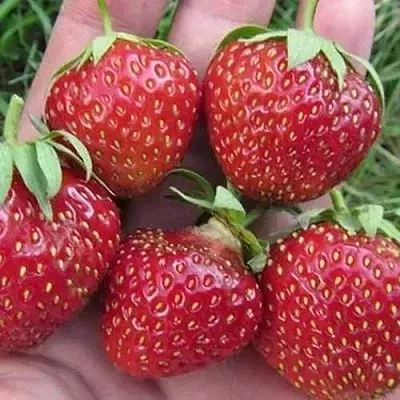 Клубника ВИМА ЗАНТА  Клубника ВИМА ЗАНТА в Санкт-Петербурге