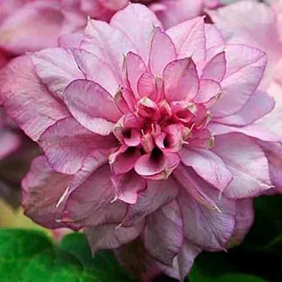 Клематис ИННОСЕНТ ГЛАНС  Клематис ИННОСЕНТ ГЛАНС в Санкт-Петербурге