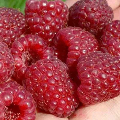 Малина ГИГАНТ РУБИНОВЫЙ — описание сорта Малина ГИГАНТ РУБИНОВЫЙ в Санкт-Петербурге